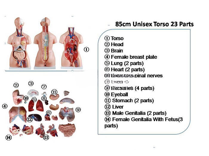 MÔ HÌNH GIẢI PHẪU NGƯỜI