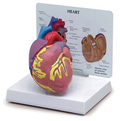 Mô hình giải phẫu tim Nasco - SB32595U