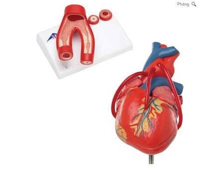 Mô hình giải phẫu tim hãng 3B Scientific