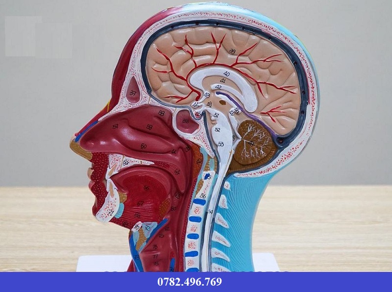 MÔ HÌNH CÁT DỌC VÙNG ĐẦU CỔ