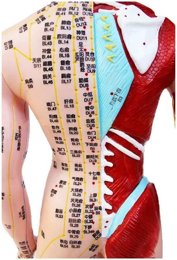 MÔ HÌNH HUYỆT VỊ 85CM KÈM GIẢI PHẪU NỘI TẠNG