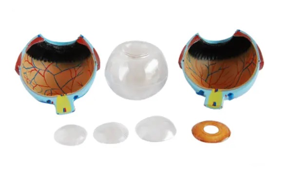 MÔ HÌNH MẮT NGƯỜI PHÓNG ĐẠI