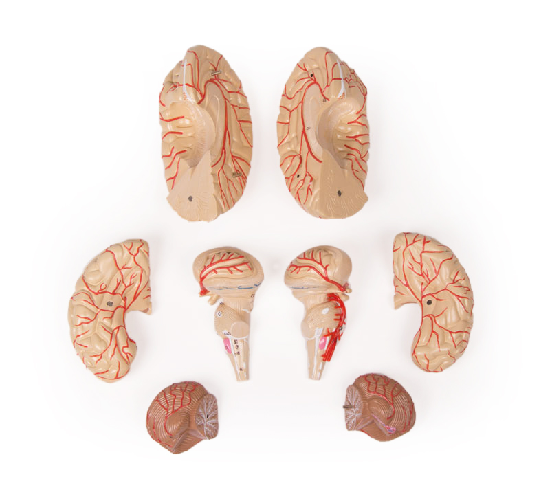 Mô hình não 9 phần có động mạch