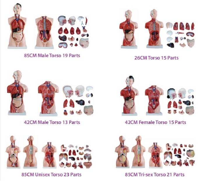 MÔ HÌNH NỘI TẠNG NỬA NGƯỜI NAM (DẠNG BÁN THÂN TRÊN)