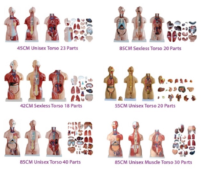 MÔ HÌNH NỘI TẠNG NỬA NGƯỜI NAM