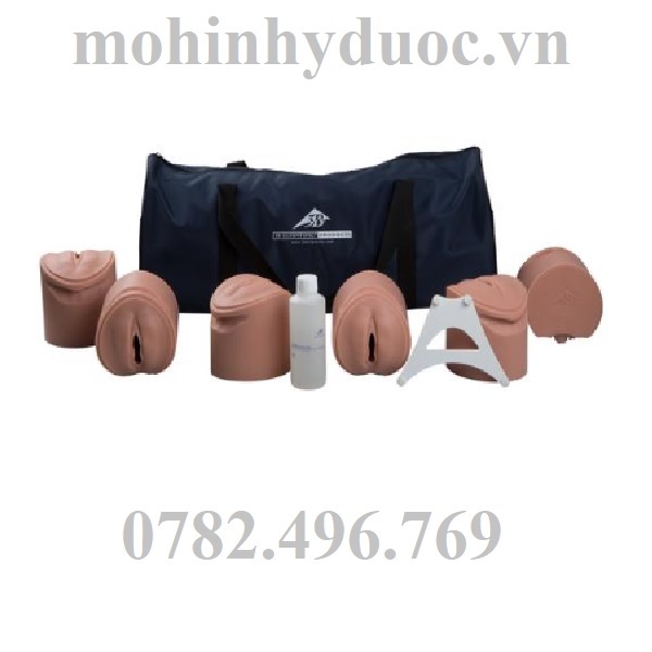 Mô Hình Quá Trình Giãn Nở Cổ Tử Cung – 1020628 – 3B Scientific