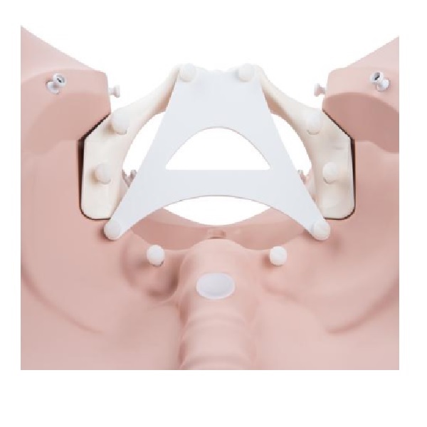 Mô Hình Quá Trình Giãn Nở Cổ Tử Cung – 1020628 – 3B Scientific