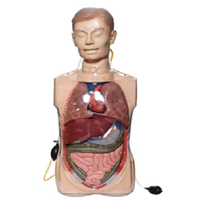 MÔ HÌNH RỬA DẠ DÀY TRONG SUỐT GD/H80