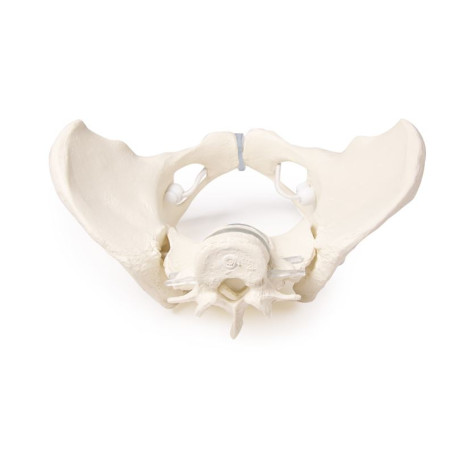 Mô hìnhxương chậu Nữ Erler Zimmer 4058G