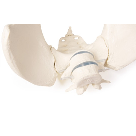 Mô hình xương chậu Nữ Erler Zimmer A61