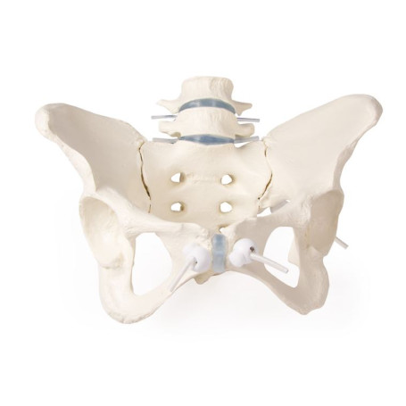 Mô hình xương chậu Nữ Erler Zimmer A61