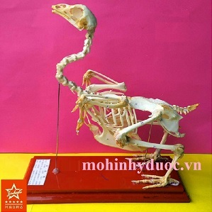 MÔ HÌNH XƯƠNG GÀ GIẢI PHẪU