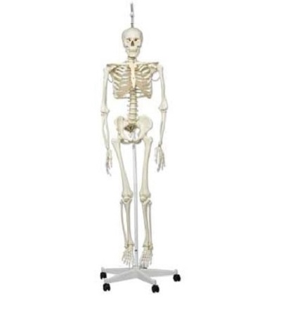 Mô hình xương người toàn thân 180cm