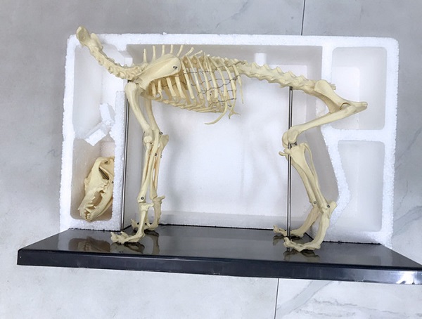 Mô hình giải phẫu bộ xương chó