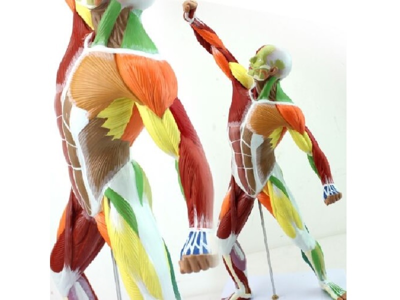 Mô hình y tế mới