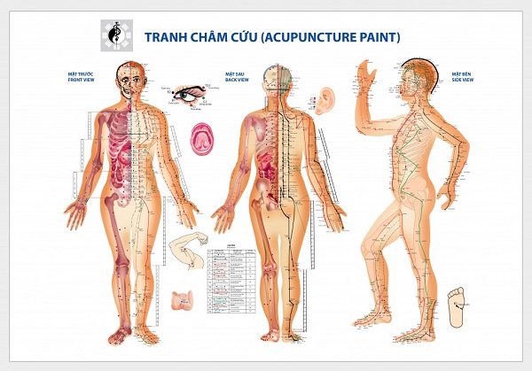 TRANH CHÂM CỨU CÁC HUYỆT TOÀN THÂN