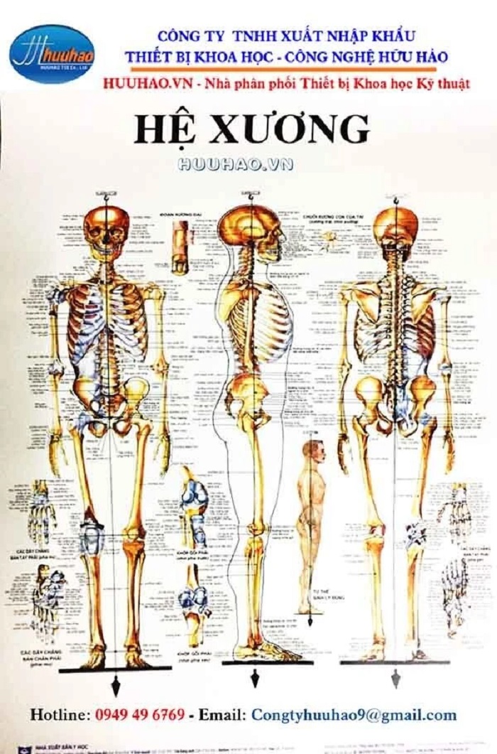 TRANH GIẢI PHẪU HỆ XƯƠNG