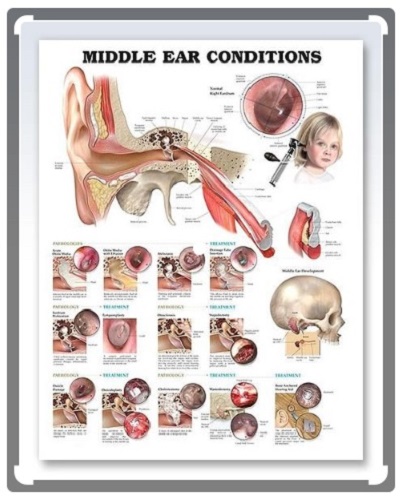 BỘ TRANH GIẢI PHẪU THÍNH GIÁC, KHỨU GIÁC, VỊ GIÁC, XÚC GIÁC