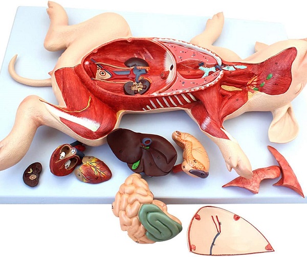 Mô hình giải phẫu lợn