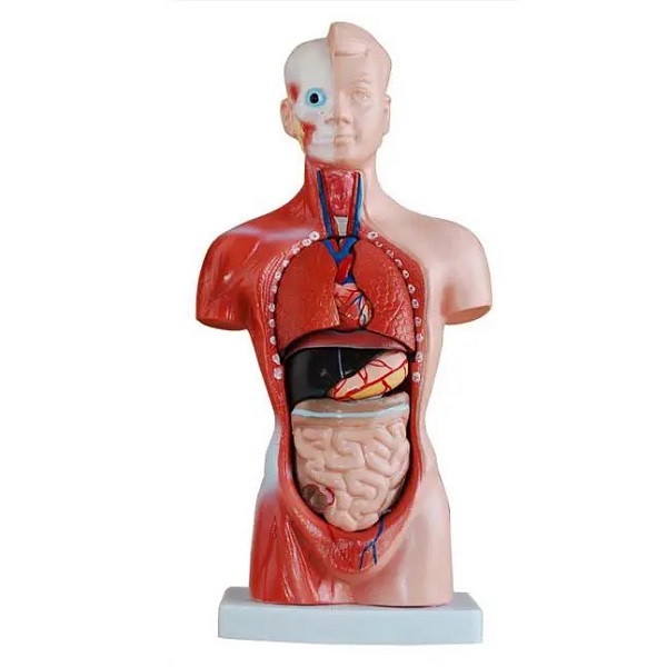 MÔ HÌNH BÁN THÂN 26CM 15 PHẦN XC-203