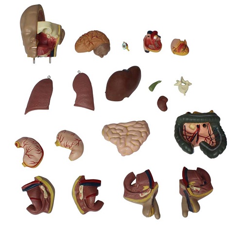 Mô hình giải phẫu bán thân kèm nội tạng 55CM 20 Phần Nam/Nữ XC-209