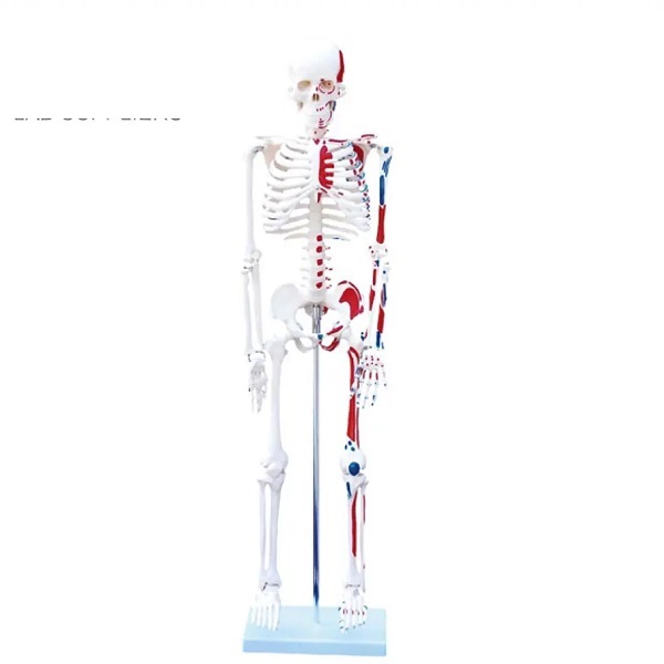 MÔ HÌNH BỘ XƯƠNG NGƯỜI CÓ CƠ BẮP ĐƯỢC SƠN 85CM XC-102C