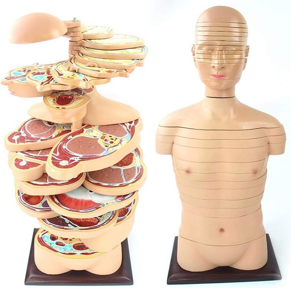 Mô hình cắt lớp cơ thể theo chiều ngang