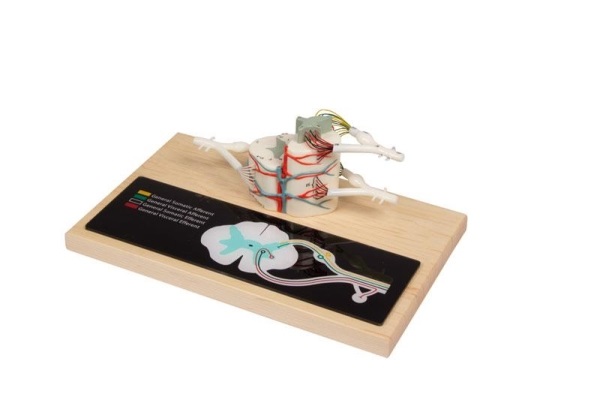 MÔ HÌNH CẮT NGANG TỦY SỐNG, PHÓNG ĐẠI GẤP 6 LẦN R10116 ERLER ZIMMER - ĐỨC