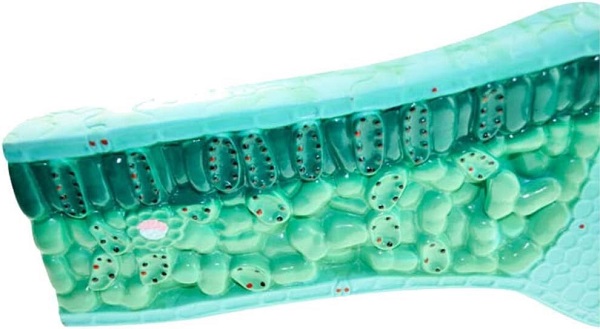 MÔ HÌNH CẤU TẠO LÁ CÂY