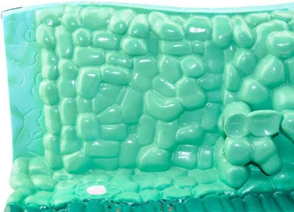 MÔ HÌNH CẤU TẠO LÁ CÂY