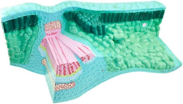 MÔ HÌNH CẤU TẠO LÁ CÂY