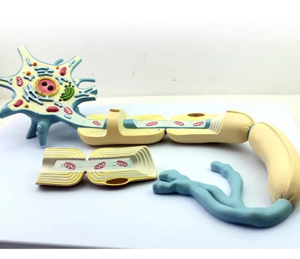 MÔ HÌNH CẤU TẠO NEURON THẦN KINH