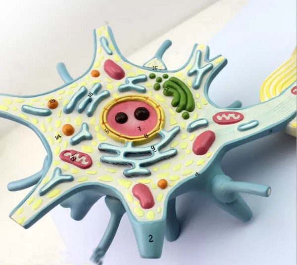 MÔ HÌNH CẤU TẠO NEURON THẦN KINH