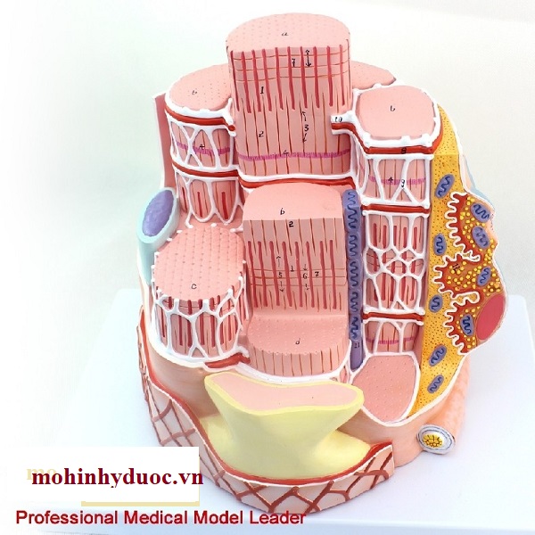 Mô hình cấu trúc cơ mô phỏng