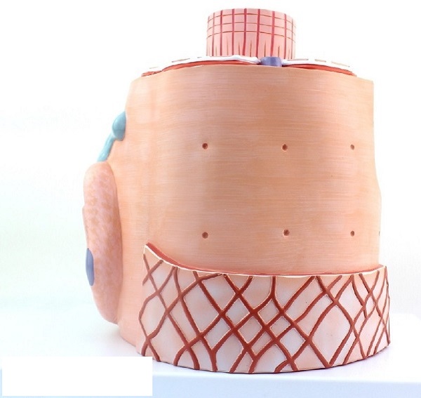 Mô hình cấu trúc cơ mô phỏng