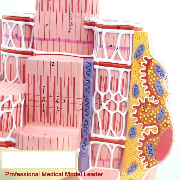 Mô hình cấu trúc cơ mô phỏng