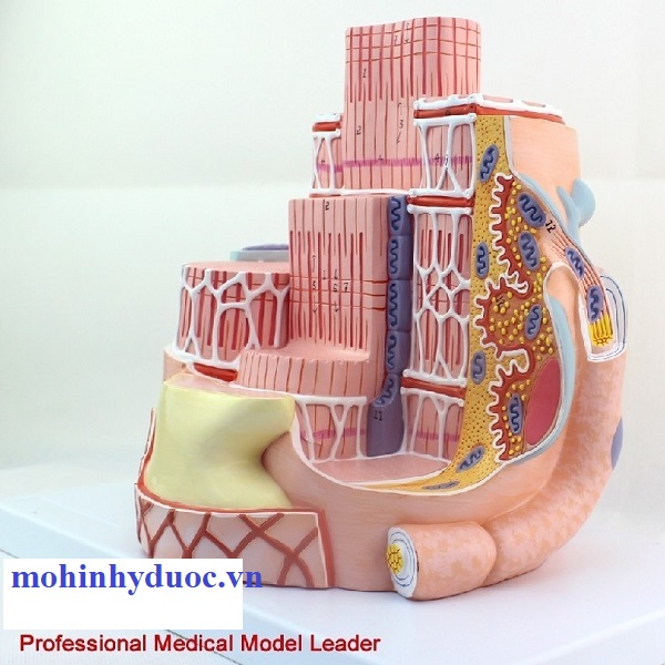 Mô hình cấu trúc cơ mô phỏng