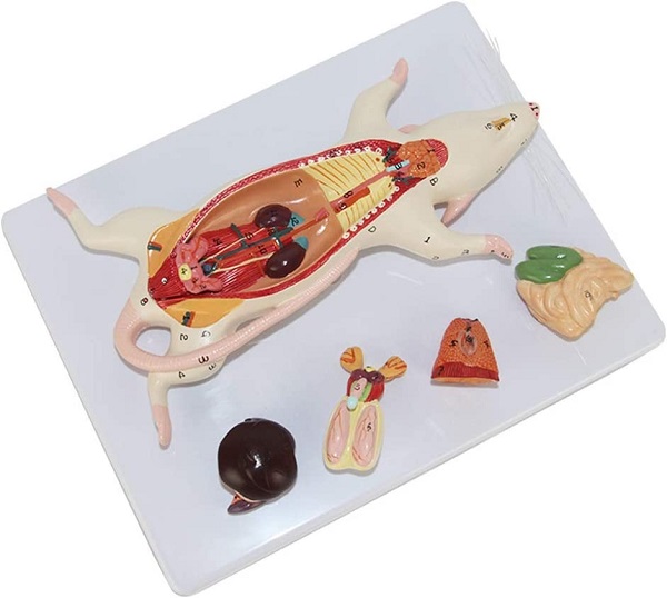 Mô hình giải phẫu chuột