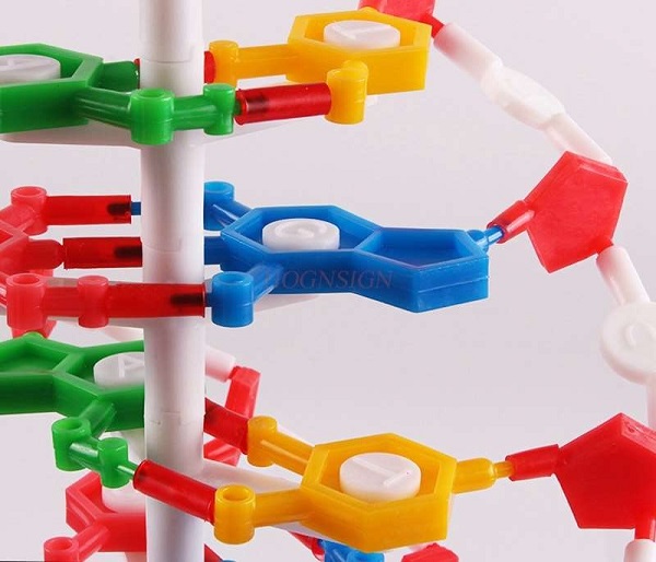 Mô hình cấu trúc phân tử DNA