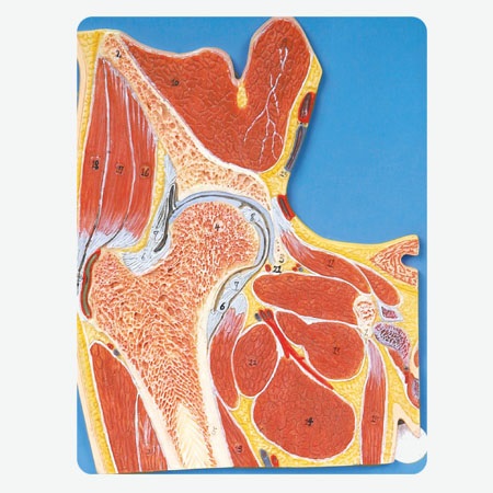 Mô hình giải phẫu phần hông/chi dưới cắt lớp GD/A11205