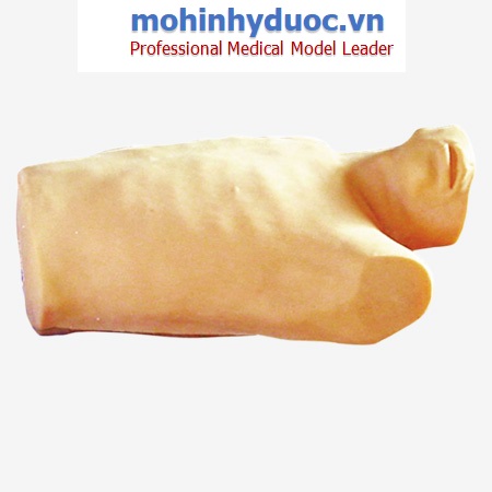 Mô hình chọc dò màng tim và tiêm nội tâm mạc GD/L264