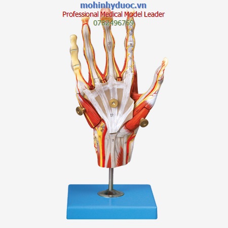MÔ HÌNH CƠ BÀN TAY VỚI CÁC MẠCH MÁU VÀ DÂY THẦN KNH GD/A11307