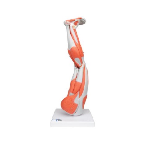 Mô Hình Cơ Chi Dưới – 1000351 – 3B Scientific