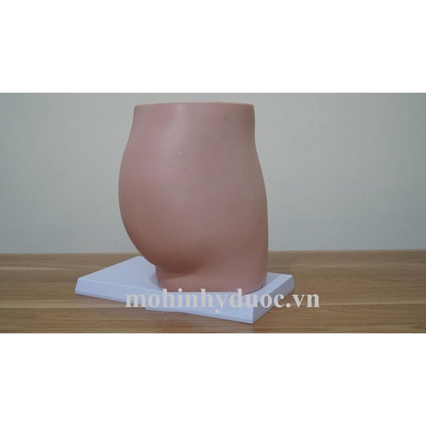 Mô hình giải phẫu cơ quan sinh dục Nữ