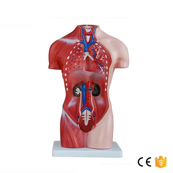 MÔ HÌNH CƠ THỂ NGƯỜI NỮ 42CM 15 BỘ PHẬN XC-202B