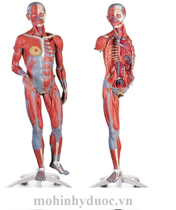 MÔ HÌNH CẤU TẠO CƠ TOÀN THÂN NASCO