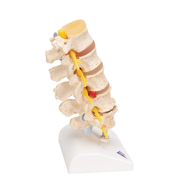 MÔ HÌNH CỘT SỐNG – 1000158 – 3B SCIENTIFIC