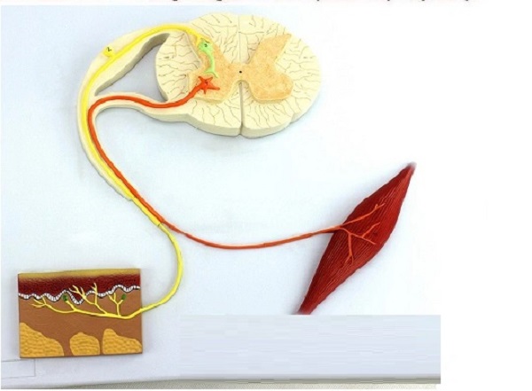 Mô hình cung phản xạ thần kinh