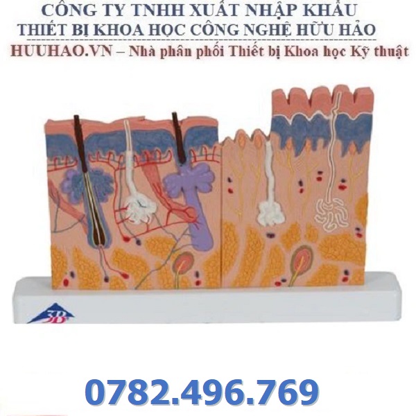 MÔ HÌNH DA PHÓNG ĐẠI 3B SCIENTIFIC