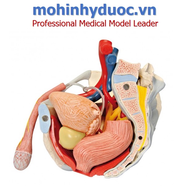 Mô Hình Khung Xương Chậu Nam Có Dây Chằng, Mạch Máu, Dây Thần Kinh, Cơ Sàn Chậu & Các Cơ Quan, 7 Phần